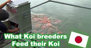 Koi feeding in Japan | What Koi breeders feed their Koi [KOI FEEDING GUIDE]