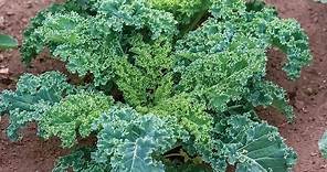 Everything You Need to Know About Growing Kale