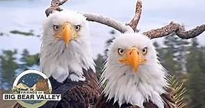Big Bear Bald Eagle Live Nest - Cam 1