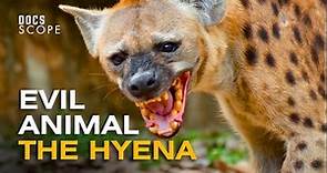 The Fascinating Life of: The Hyena