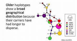 BIO178 Week 4 Phylogeography Networks