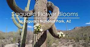 Saguaro Cactus Flower blooming at Saguaro National Park, Arizona