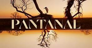 Pantanal: a abertura da nova novela das 21h! 🐆 | TV Globo