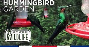 MONTEVERDE Hummingbird Garden!