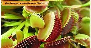 Carnivorous or Insectivorous Plants | Environmental Studies Class 5