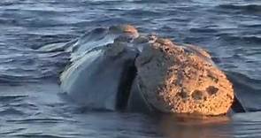 Video Las Ballenas Francas Australes