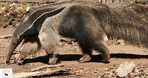 The Fascinating World of Giant Anteaters