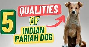 5 Qualities Of Indian Pariah Dog | 75 Days 75 Breeds | #75hardchallenge
