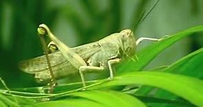 Insect name - Grasshopper