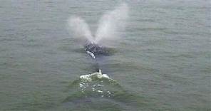 Wayward whale spotted in New York City's East River