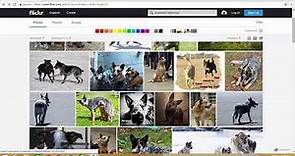 Finding Creative Commons and Public Domain Images on Flickr