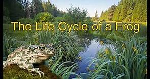 The Life Cycle of a Frog | Frog Life Cycle