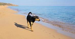 Dog-Friendly Beaches Along The NC Outer Banks