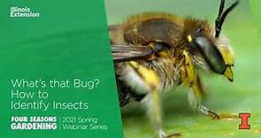 What's That Bug? How to Identify Insects