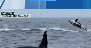 BELLEZA EN EL MAR | Más de 30 orcas viajan juntas en la Bahía de Monterrey