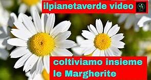 Come coltivare le Margherite