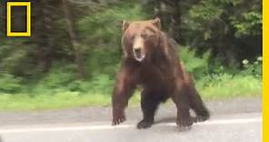 Watch: Bear Charges Car | National Geographic