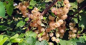 What is White Currant (Ribes rubrum)?