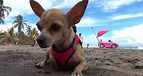 PICHU EN LA PLAYA | APRENDIENDO LOS COLORES // YESLY