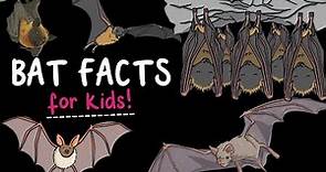 5 Fun Facts About Bats! | Do bats want to drink our blood? | Are bats flying mice? | Twinkl USA