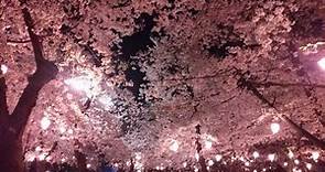 鶴舞公園花見(夜桜)さくら名所100選(Cherry-blossom viewing)