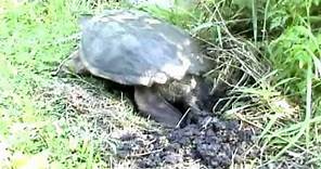 Egg-laying Common Snapping Turtle