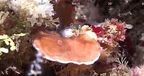 120年来首次！澳科学家发现500米高珊瑚礁