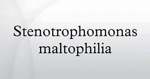 Stenotrophomonas maltophilia