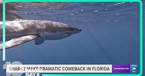 Sharks, including great whites, making dramatic comeback in the Gulf of Mexico