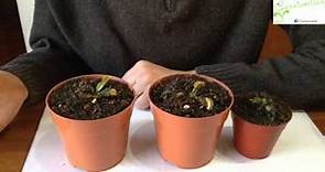 Hibernación de la planta carnívora Venus Atrapamoscas (Dionaea)