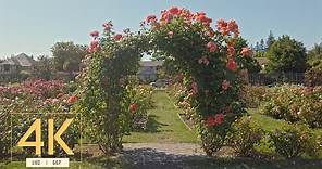 【4K】 America's Best Rose Garden: San Jose Municipal Rose Garden