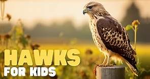 Hawks for Kids | Learn interesting facts about this apex predator