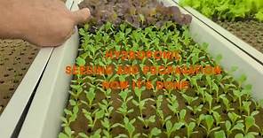 HYDROPONIC Seeding and Propagation . HOW IT WORKS!