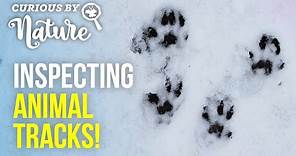 Animal Tracks (Tracking Animals in the Snow!)