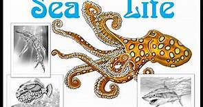 Sea Life Coloring Book by Tim Jeffs Flip Through Video