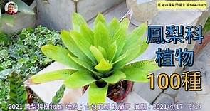 鳳梨科植物品種｜八大類鳳梨 / 收錄超過100種鳳梨｜攝於2021空中花園鳳梨科植物展｜Air Garden - Bromeliad Festival in Taipei