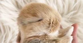 How beautiful is this Harlequin Holland Lop baby? 🫶 Maisy’s Litter #hollandlopbunnies #bunniesofinstagram #bunniesworldwide #bunniesoftheworld #bunniesofig #bunniesofinsta #lopsofinstagram #rabbits #rabbitsofinstagram #rabbitsworldwide #rabbitsofig #petsofinstagram #petlovers #petlover #nycbunny #bunnygram #bunnylover #longislandny #nyc #westchester #brooklyn #nj #queens #connecticut