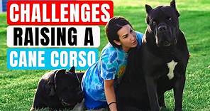 Challenges Raising a Cane Corso with Jason & Kara Corey