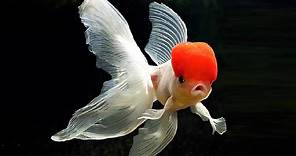 10 Most Beautiful Goldfish Species in the World