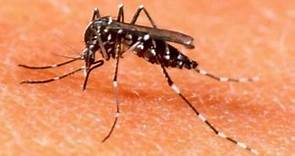 Qué es el dengue, cómo se contagia, cuáles son los síntomas y cómo prevenirlo