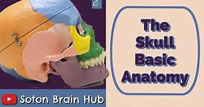 The Skull: Basic Anatomy