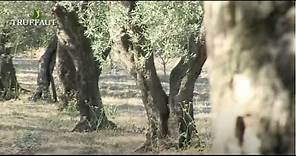 L'olivier : conseils d'un producteur pour cultiver, planter et entretenir les oliviers - Truffaut