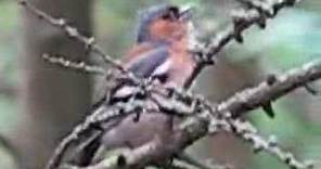 Chaffinch Song