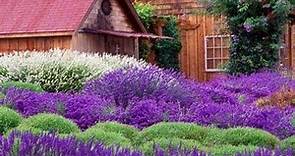 What are the differences in Lavender?/Garden Style nw
