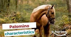 Palomino horse | characteristics, origin & disciplines
