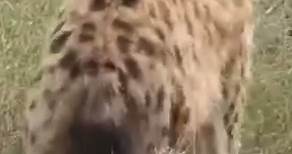 Striped Hyena - National Animal Of Lebanon | Striped Hyena Vs Spotted Hyena