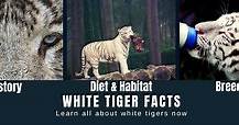 White Tiger Facts for Kids - All About White Tiger