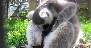 Nacimiento de una cría de lémur en Faunia