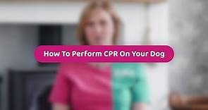 How To Perform CPR On Your Dog | Pet Health Advice