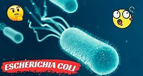 Escherichia coli | E. Coli life cycle